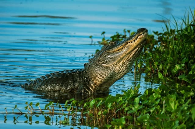 Alligator with head out of water Airboat Insurance Airboat Charter Insurance