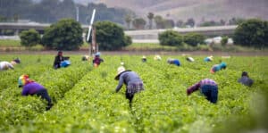 H2-A Farm Labor Contractors working in field on farm