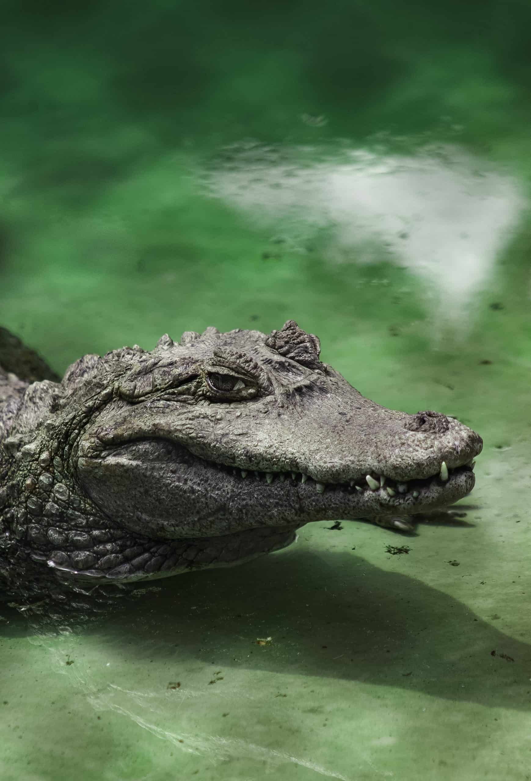Airboat Charter Insurance Gator in Everglades